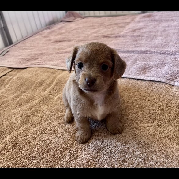 Dachshund (Standard &amp; Miniature) - Both
