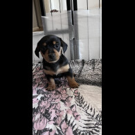 Dachshund (Standard &amp; Miniature) - Both