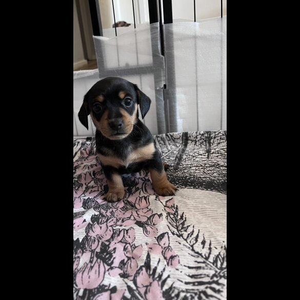 Dachshund (Standard &amp; Miniature) - Both