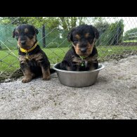 Airedale Terrier - Both