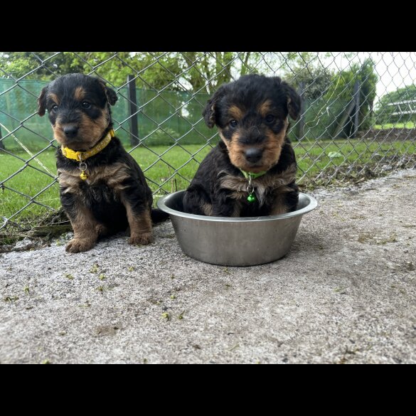 Airedale Terrier - Both