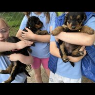 Airedale Terrier - Both