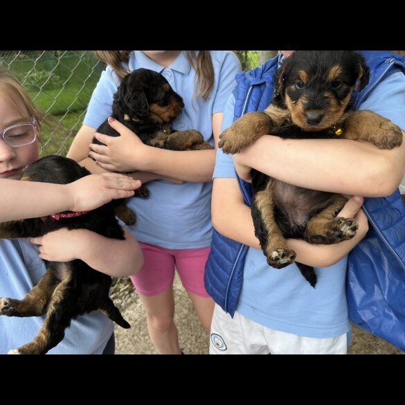 Airedale Terrier - Both