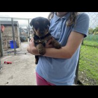 Airedale Terrier - Both