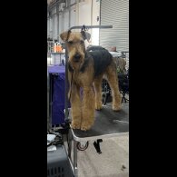 Airedale Terrier - Both
