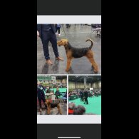 Airedale Terrier - Both