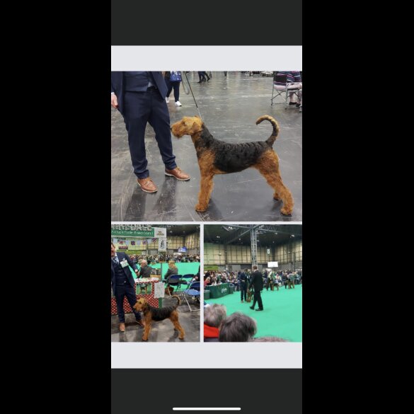 Airedale Terrier - Both