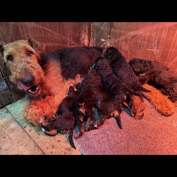 Airedale Terrier - Both