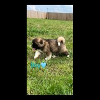 Akita - Both