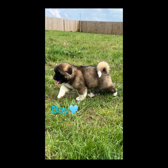 Akita - Both