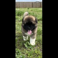 Akita - Both