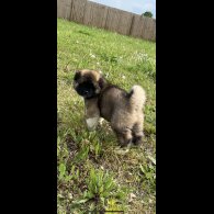 Akita - Both