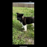 Akita - Both