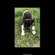 Akita - Both