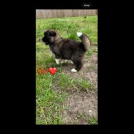 Akita - Both