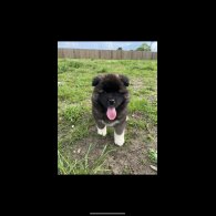 Akita - Both