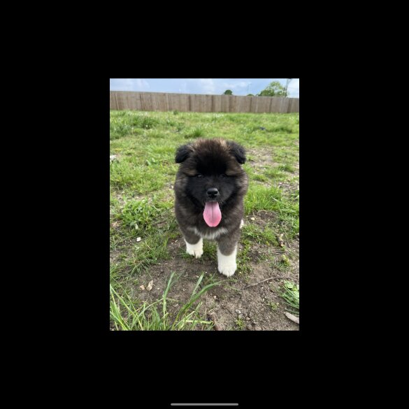 Akita - Both