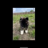 Akita - Both