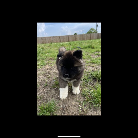 Akita - Both