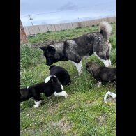Akita - Both