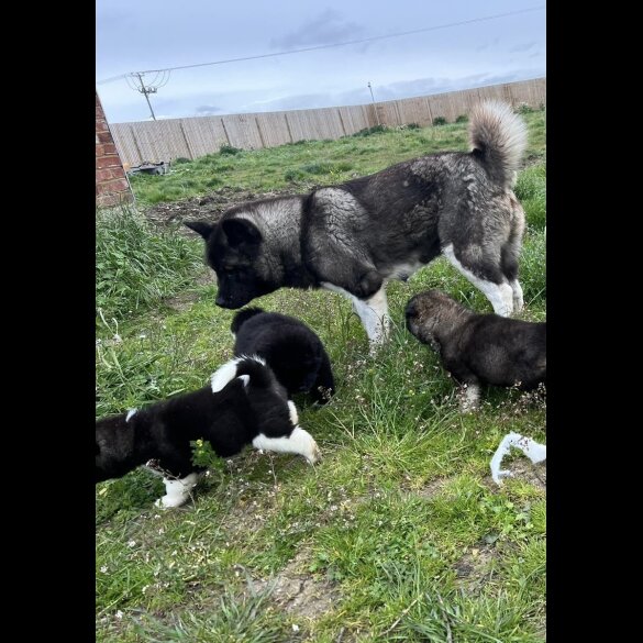 Akita - Both