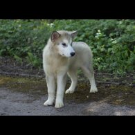 Alaskan Malamute - Dogs
