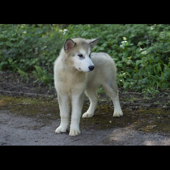 Alaskan Malamute - Dogs