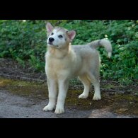 Alaskan Malamute - Dogs