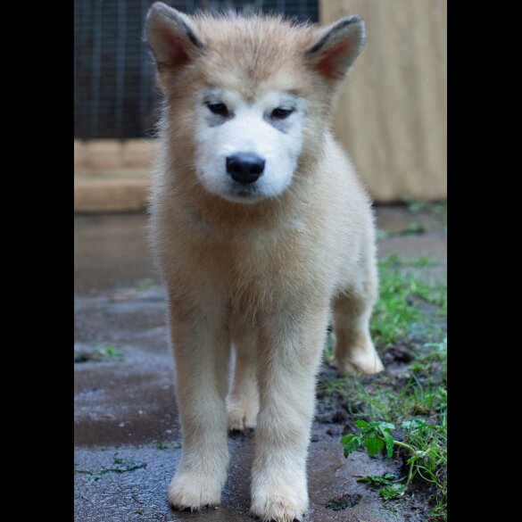 Alaskan Malamute - Dogs