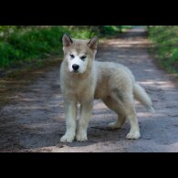 Alaskan Malamute - Dogs