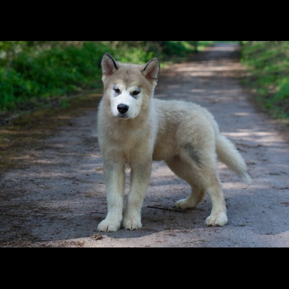 Alaskan Malamute - Dogs