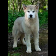 Alaskan Malamute - Dogs