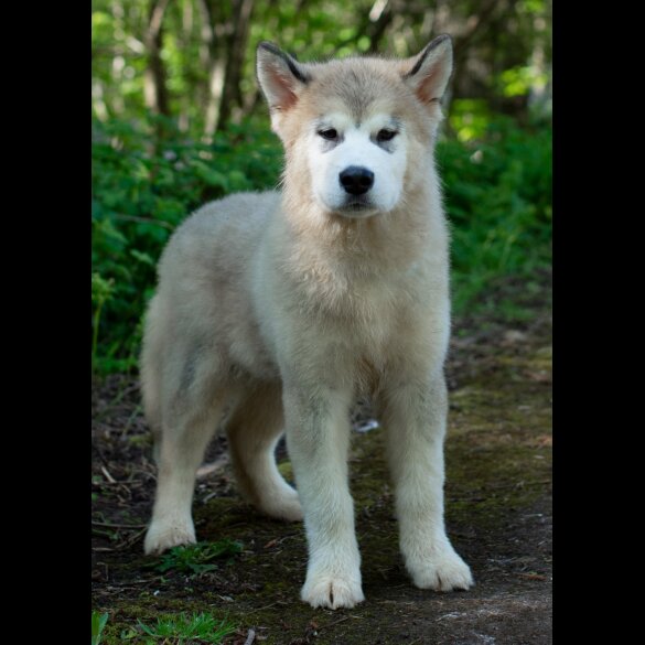 Alaskan Malamute - Dogs