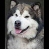 Alaskan Malamute - Dogs