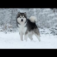 Alaskan Malamute - Dogs