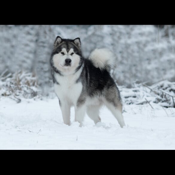 Alaskan Malamute - Dogs