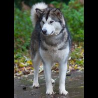 Alaskan Malamute - Dogs
