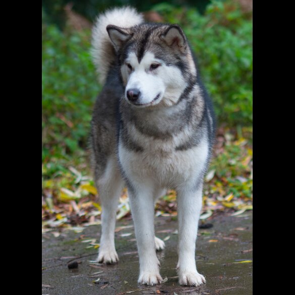 Alaskan Malamute - Dogs
