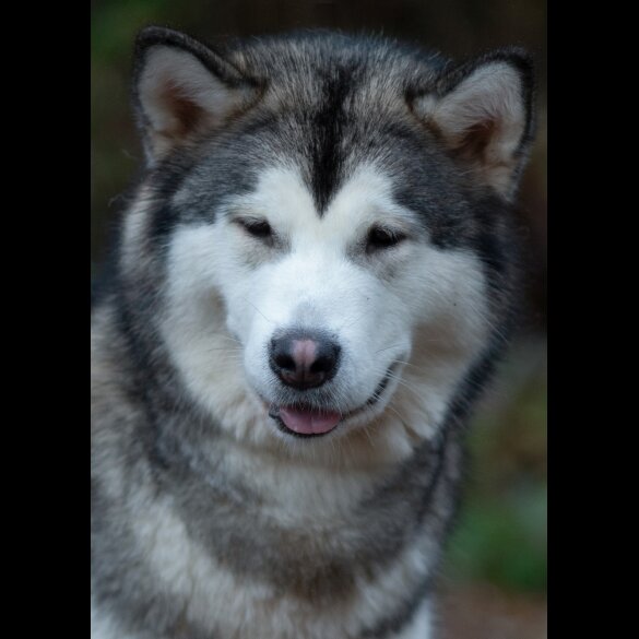 Alaskan Malamute - Dogs