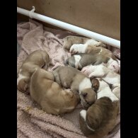 American Bulldog - Both