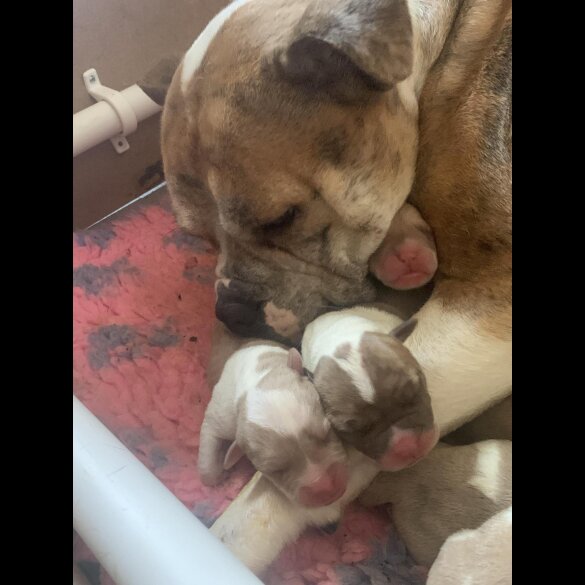 American Bulldog - Both