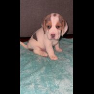 Beagle - Both