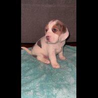 Beagle - Both