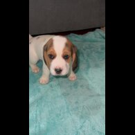 Beagle - Both