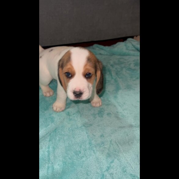 Beagle - Both