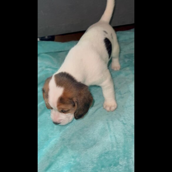 Beagle - Both