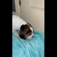 Beagle - Both