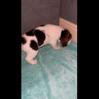 Beagle - Both