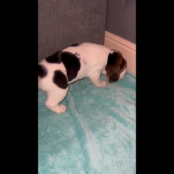 Beagle - Both