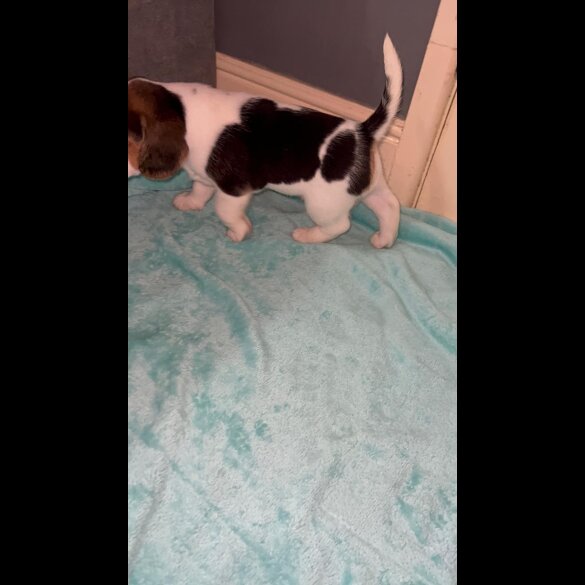 Beagle - Both